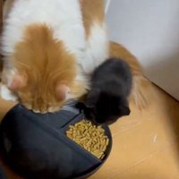 隣に並んでごはんを食べる子猫と茶白猫
