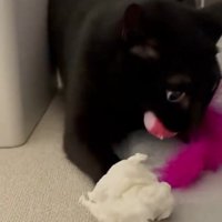 荒ぶる猫