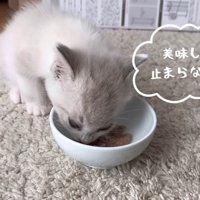 ごはんを食べる猫