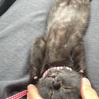飼い主の足の間で仰向けになって眠る子猫