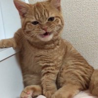 カメラを見つめながら目を細めて口を開く猫