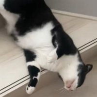 液体みたいな猫