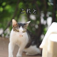 外にいる鋭い目の猫