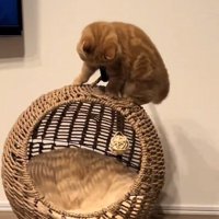 揺られる猫