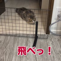 姿勢を低くする猫