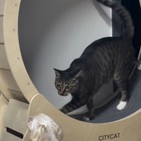 犬を睨む猫