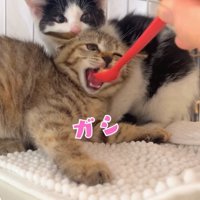 ハチワレ子猫の前でスプーンに噛みついているキジトラ子猫「ガシ」