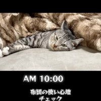 まったりする猫