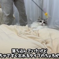 じゃらしを発見するしろちゃん