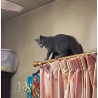 カーテンレールの上にいる猫
