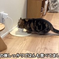ご飯を食べている猫
