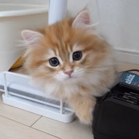 茶トラ猫