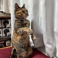 何かを見つめながら後ろ足で立ち上がる猫