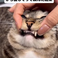 猫の歯