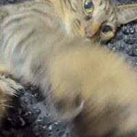 カメラにパンチをする猫
