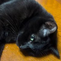 何かを気にしている黒猫