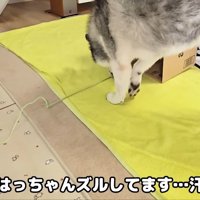 ズルしてます