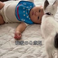 赤ちゃんが持ち上げたぬいぐるみを見つめるつなちゃん