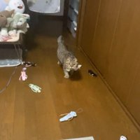 おもちゃを運ぶ猫さん