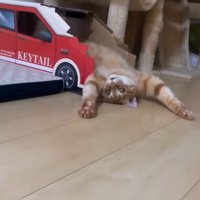 仰向けで寝ている猫