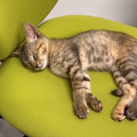 椅子で眠る子猫