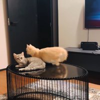 逃走