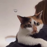 抱っこしてもらう猫