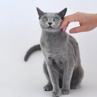 手で頬を撫でられる猫
