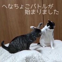 前足を上げる2匹の猫