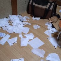 ティッシュで遊ぶ猫