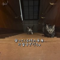 階段を上る2匹の猫