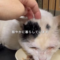ご飯を食べる猫