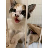 ケージにいる猫