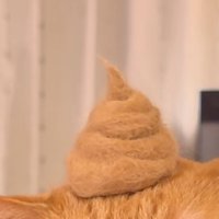 頭に乗った抜け毛