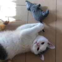 室内にいる猫