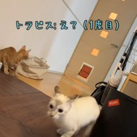 ペットドアを見ている猫と通り抜けた猫