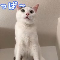 冷蔵庫の上で鳴いている猫
