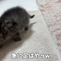 カメラの前を急ぐ子猫