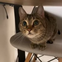 机の下で椅子に座っている猫
