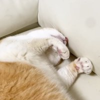 ふみふみするむぎくん