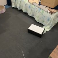 走る箱の中の猫