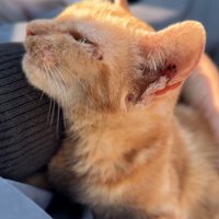 抱っこされる子猫