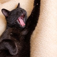 片手をあげてあくびしている黒猫