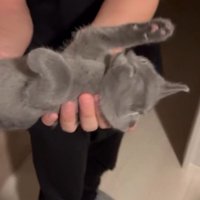 男性の手の中で熟睡する子猫