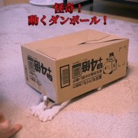 段ボール箱の下から手を出す猫