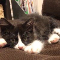 タオルの上にいる子猫