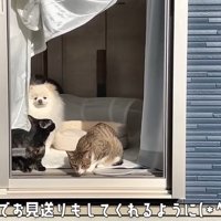2匹の猫と犬