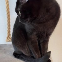 しっぽで爪を隠す黒猫