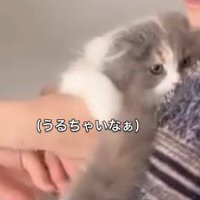 抱っこされる猫