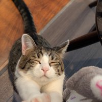 飼い主の足に前足を置いて目を細める猫